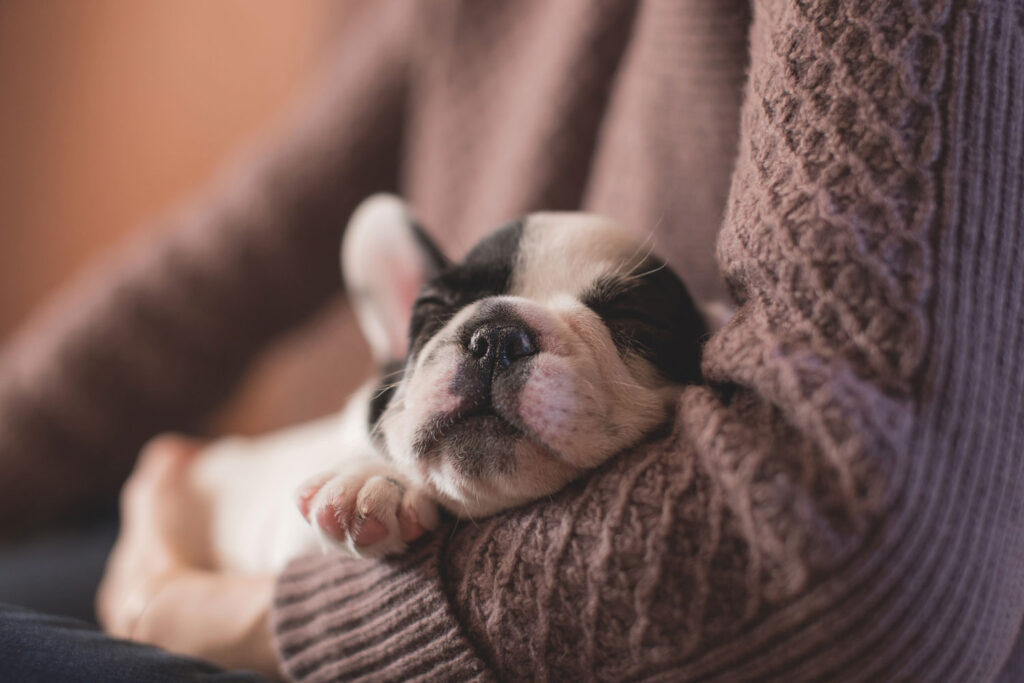 puppy sleeping in someone's arms