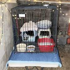 crate full of barn cat supplies