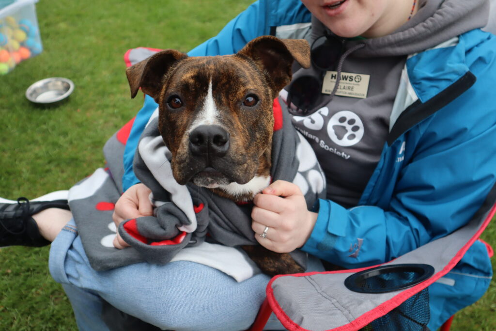 HAWS employee cuddling with an adoptable dog named Rilo