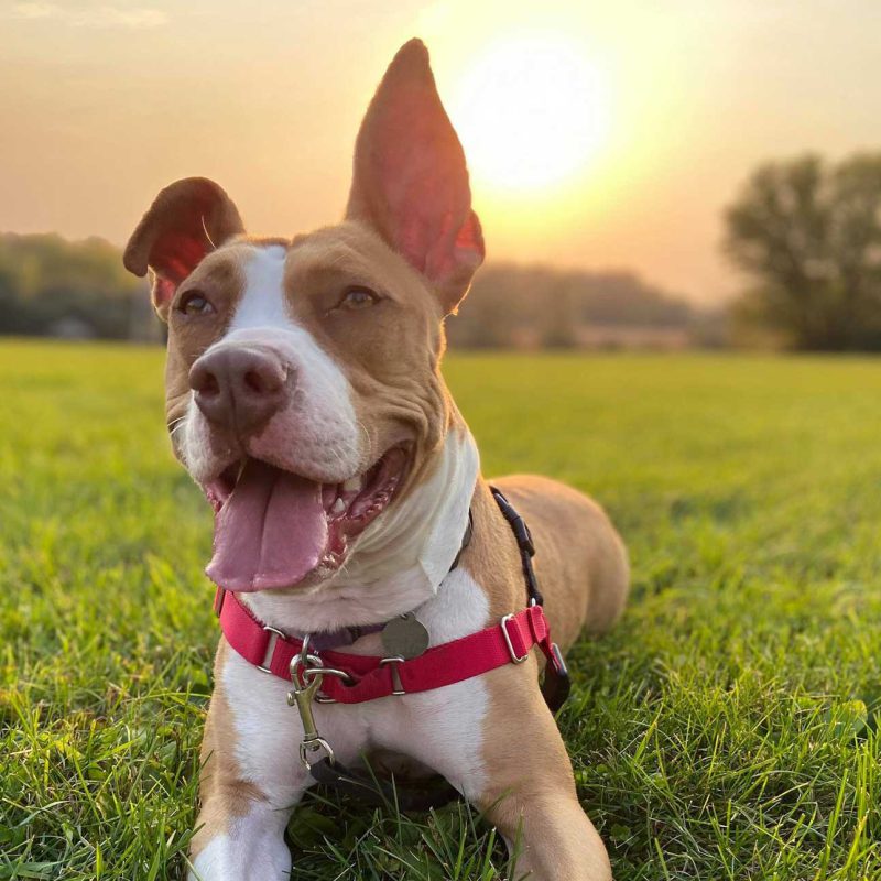 dog lying down in a field