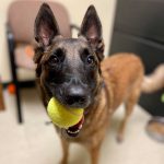 147745688_262043568818248_2950209573318232353_n dog with a tennis ball in its mouth