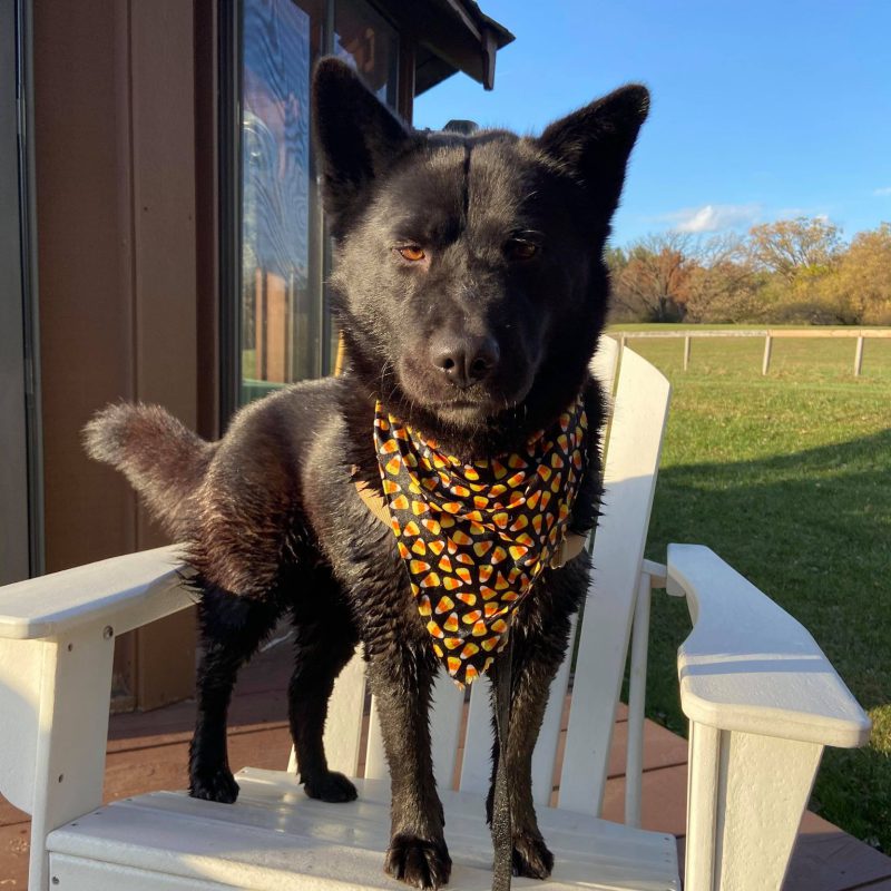 wet dog standing on a chair