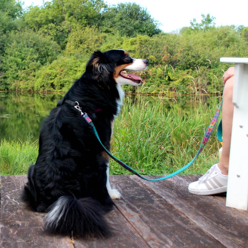 dog sitting on a wooden dock