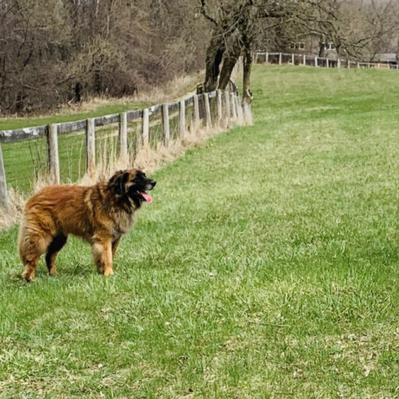 dog standing in the grass at dog park