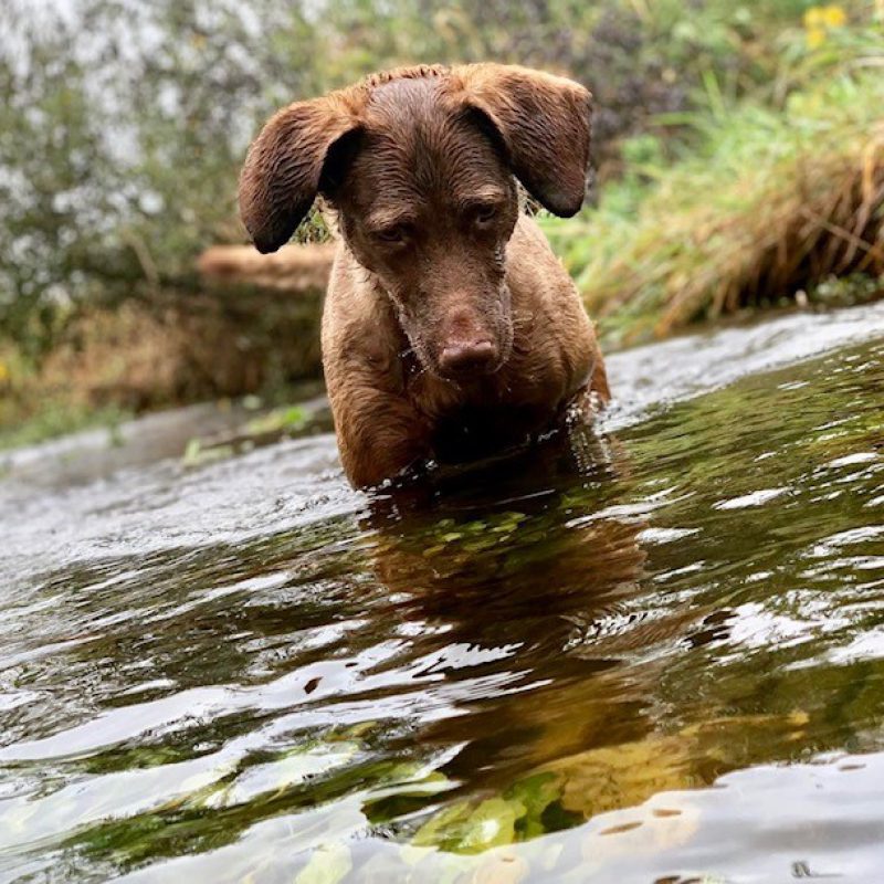 dog in the water looking down
