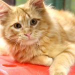donald-29434- kitten