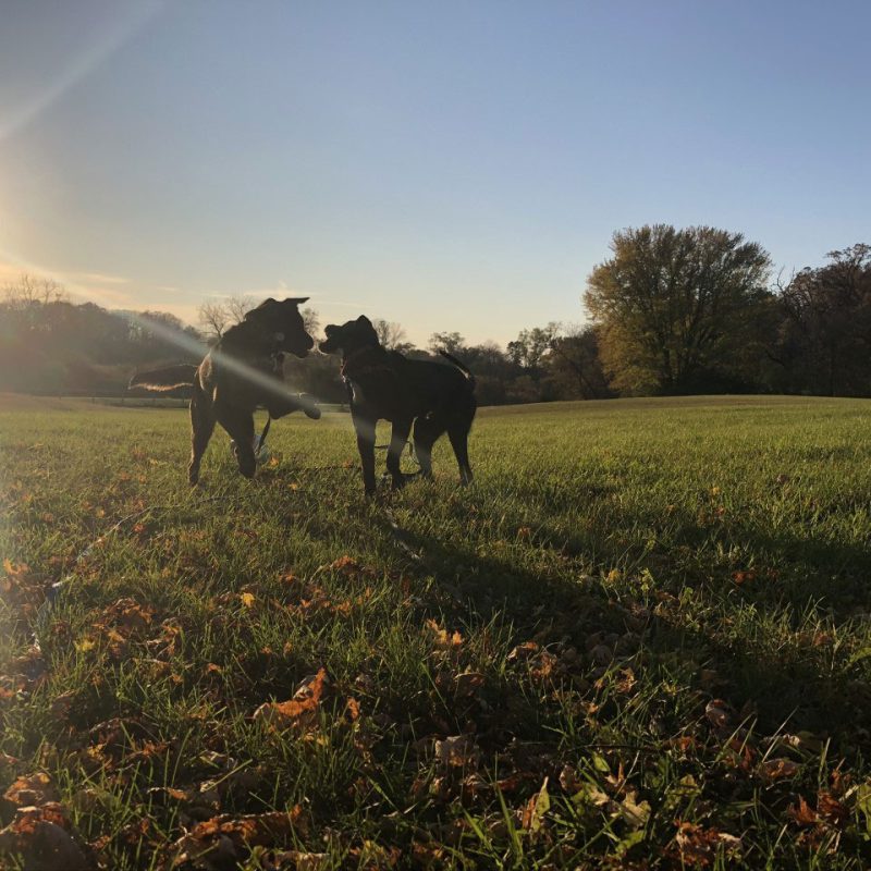 2 dogs playing in a field